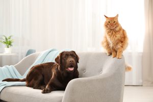 Love Your Gut and National Pet Day 2021
